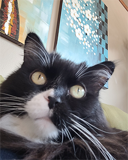 cali's 17 year old tuxedo cat named miss kitty